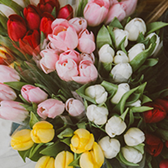 Dog Flowers