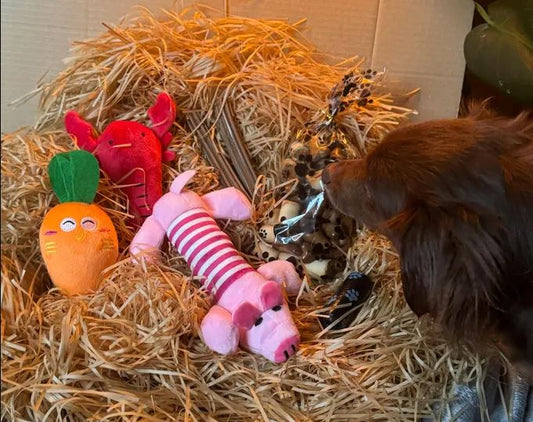 Dog Subscription Box